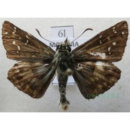 Pyrgus alveus Hübner, 1803 Powszelatek alweus Czech6l